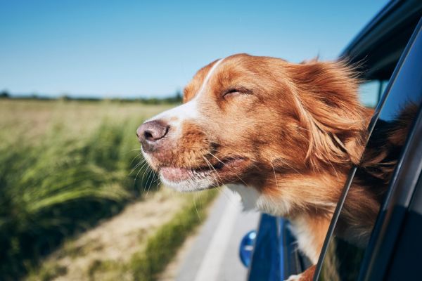 Hund schaut während der Fahrt aus dem Autofenster.